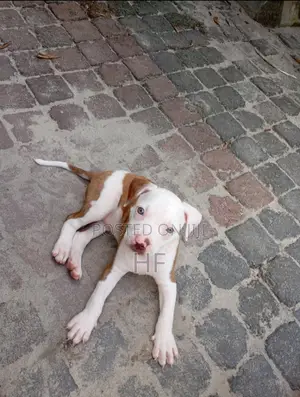 0-1 month Male Purebred American Pit Bull Terrier