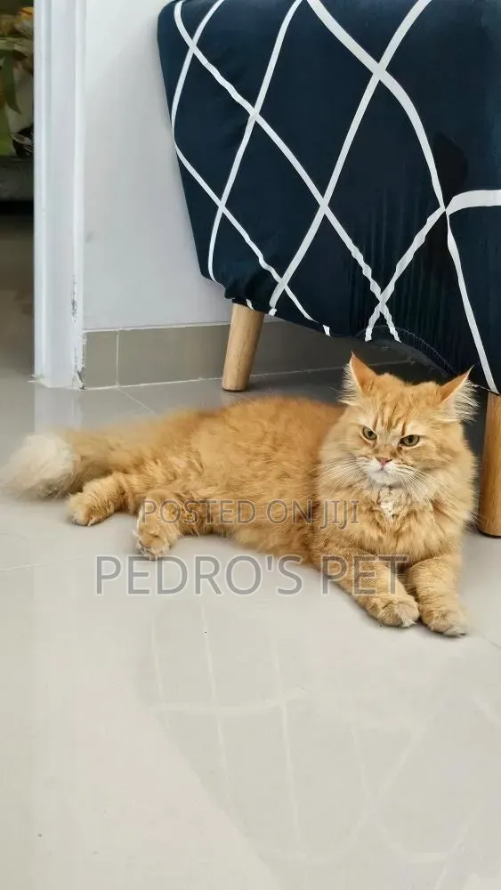 🐈 Handsome Ginger Persian Male for Stud! Stud-Proven.