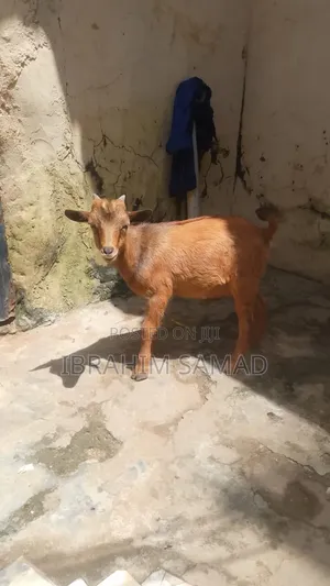 Sokoto Red Breeds Goat Available for Sell