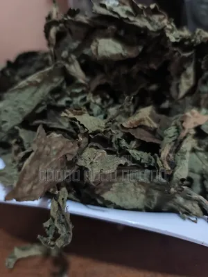 Dehydrated Scentleaf