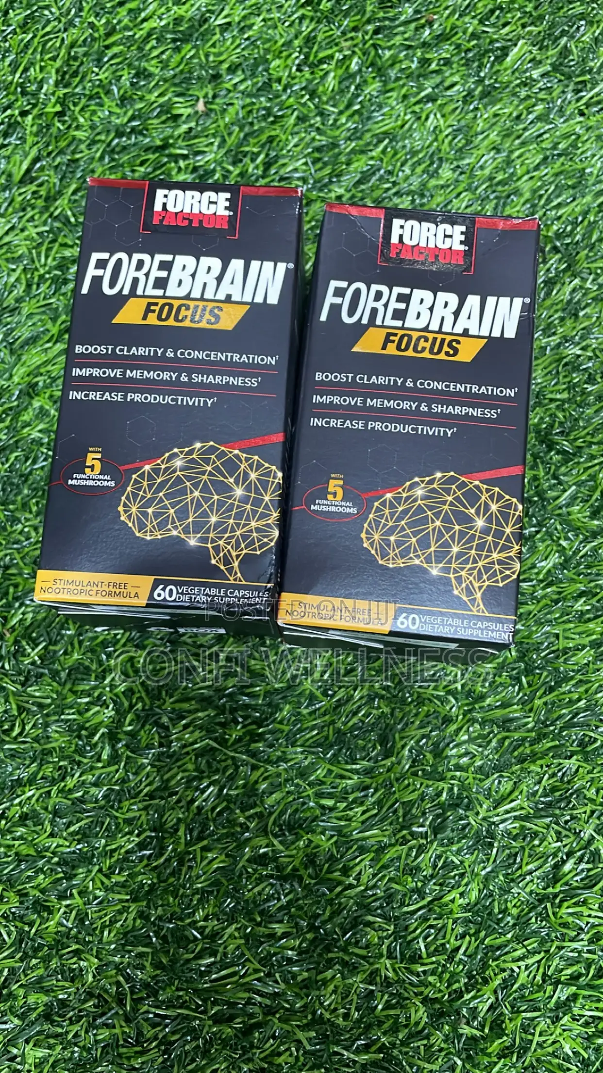 Forebrain Focus