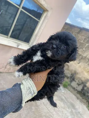 1-3 months Female Purebred Lhasa Apso