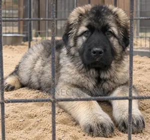 1-3 months Female Purebred Caucasian Shepherd