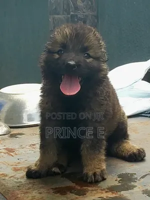 1-3 months Female Purebred Caucasian Shepherd