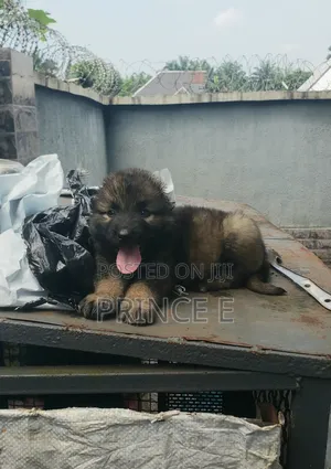 1-3 months Female Purebred Caucasian Shepherd