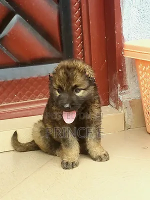 1-3 months Female Purebred Caucasian Shepherd