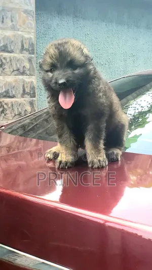 1-3 months Female Purebred Caucasian Shepherd