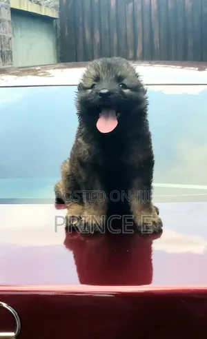 1-3 months Female Purebred Caucasian Shepherd