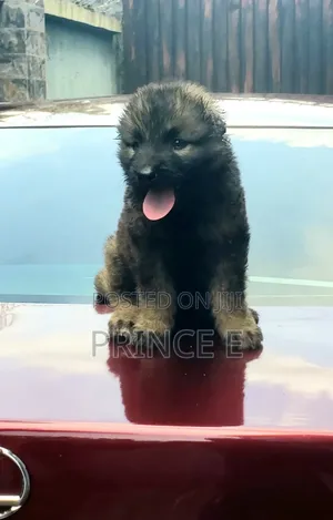 1-3 months Female Purebred Caucasian Shepherd