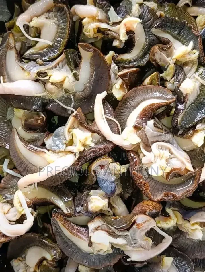 Natural Bush Snails