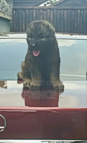 1-3 months Female Purebred Caucasian Shepherd
