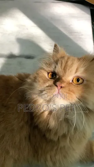 1+ year Male Purebred Persian