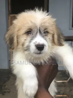 1-3 months Male Purebred Lhasa Apso