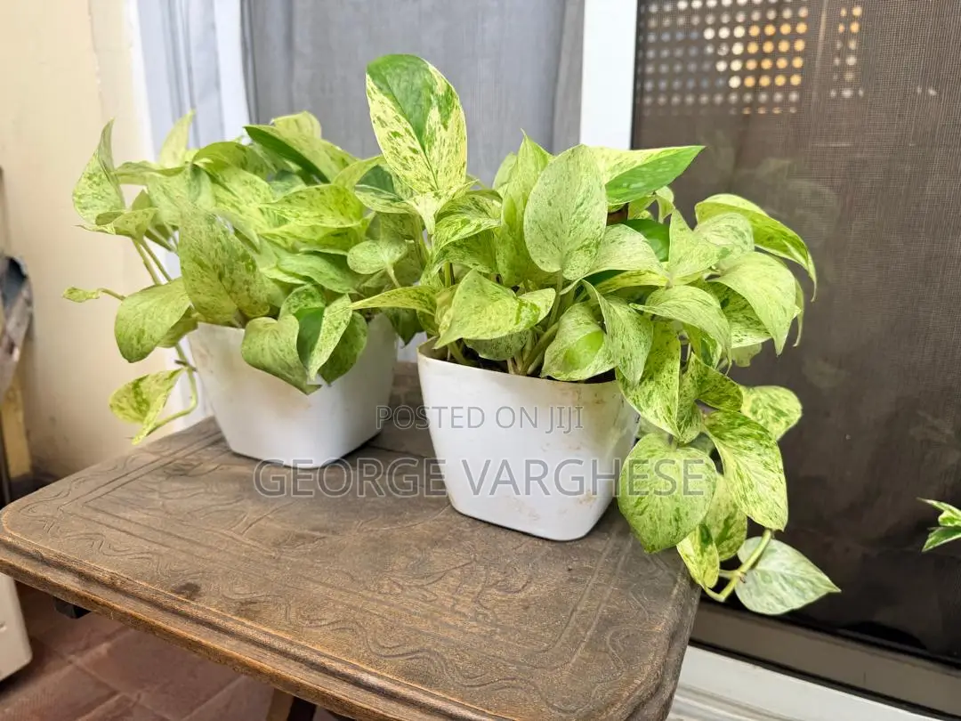 Snow Queen Pothos Plant