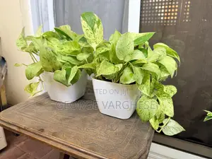 Snow Queen Pothos Plant