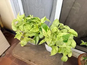 Snow Queen Pothos Plant
