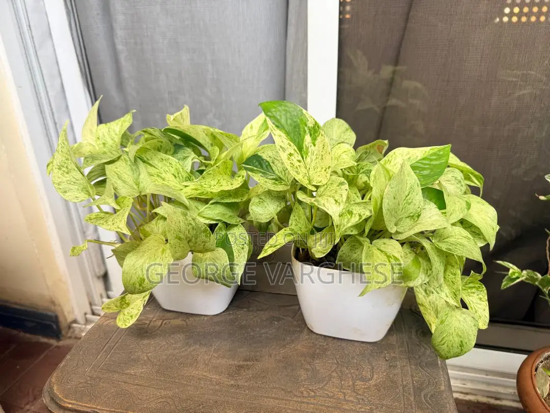 Snow Queen Pothos Plant