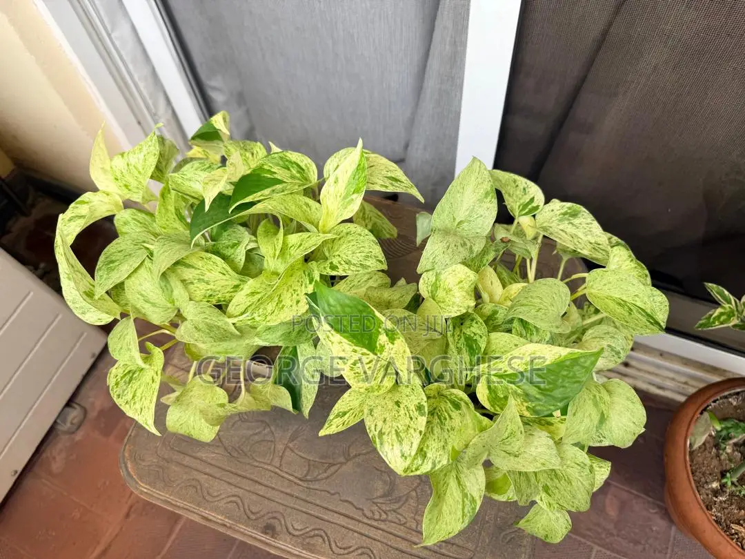 Snow Queen Pothos Plant