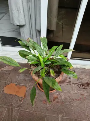 Peace Lily + Brown Pot + Drip Tray Plant