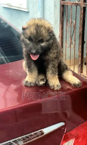 1-3 months Female Purebred Caucasian Shepherd