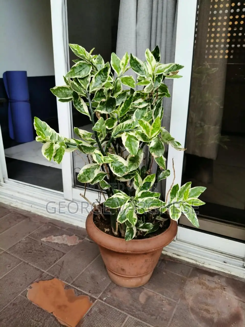 Pedalanthus + Brown Pot Plant