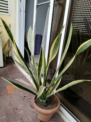 Snake Plant + Brown Pot Plant