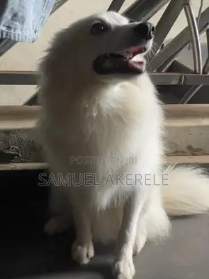 6-12 months Male Purebred American Eskimo