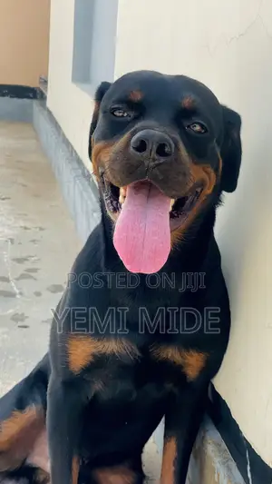 1+ year Male Purebred Rottweiler