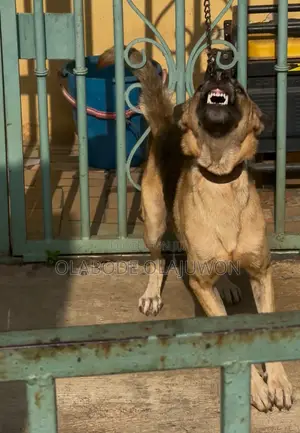 1+ year Male Purebred German Shepherd