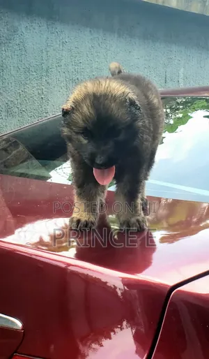 1-3 months Male Purebred Caucasian Shepherd