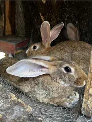 2 Healthy Female Rabbits for Sale