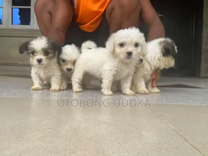 1-3 months Female Purebred Lhasa Apso