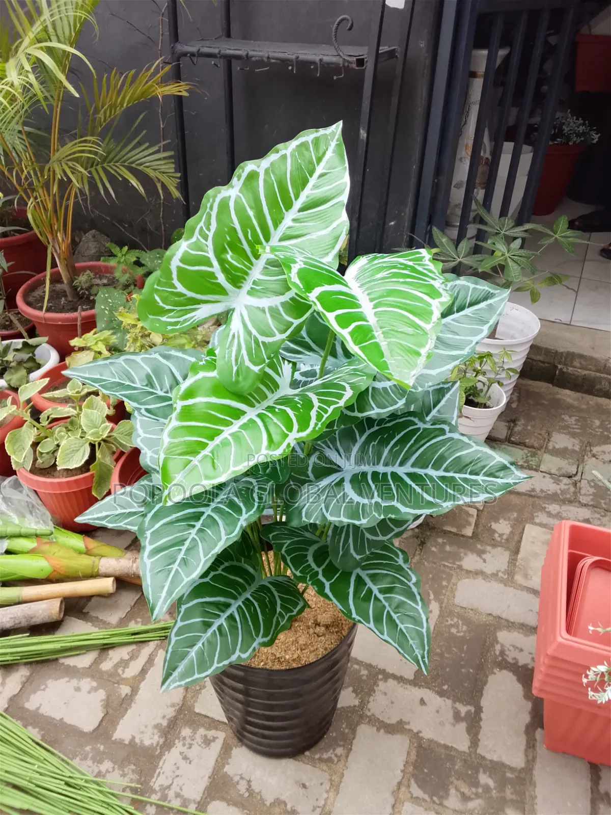 Designee Flower With Pot