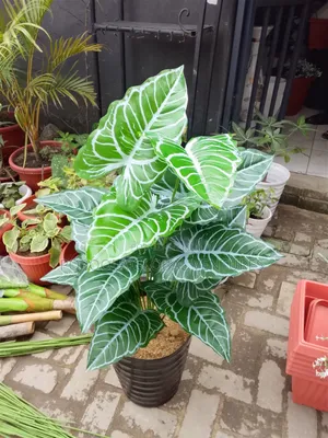 Designee Flower With Pot