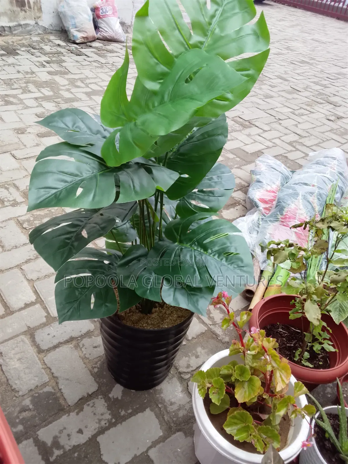 Designee Flower With Pot
