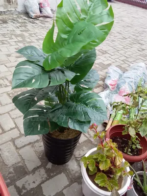 Designee Flower With Pot