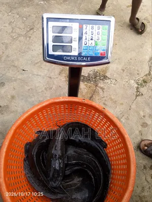 Catfish Production