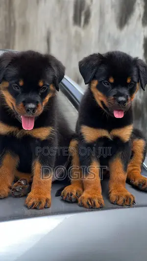 1-3 months Female Purebred Rottweiler