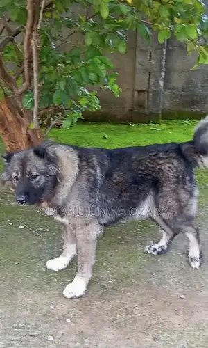1+ year Female Purebred Caucasian Shepherd