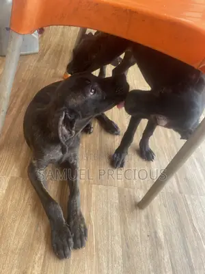 3-6 months Female Purebred Cane Corso
