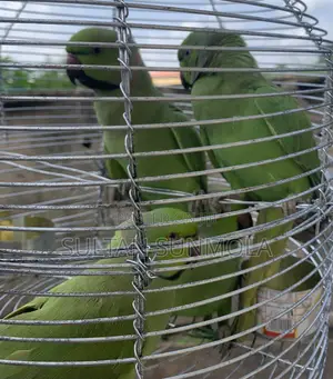 Ringneck Bird