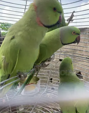 Ringneck Bird