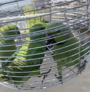 Ringneck Bird