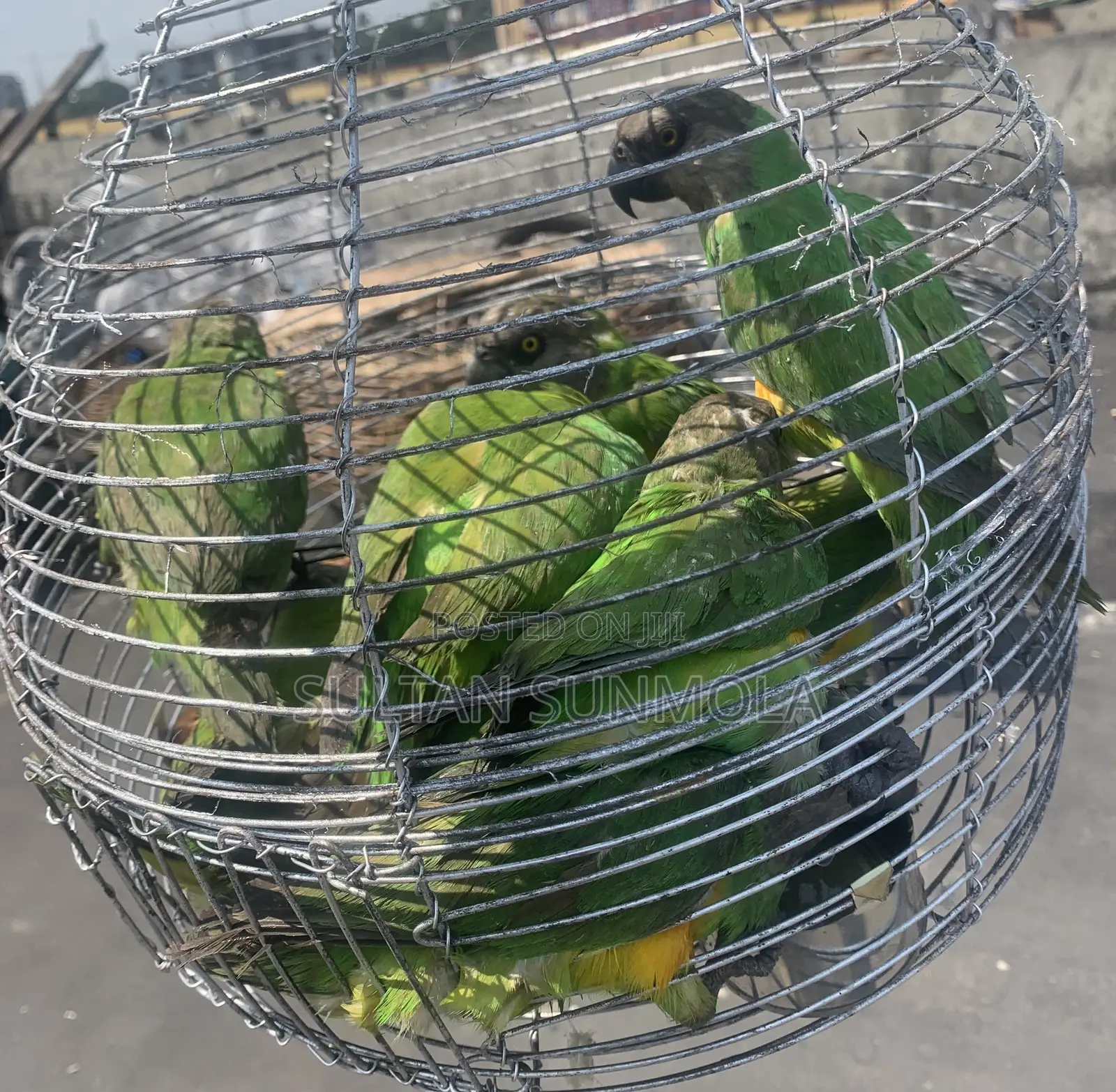 Senegalese Birds