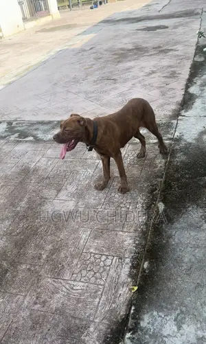 6-12 months Female Purebred Cane Corso