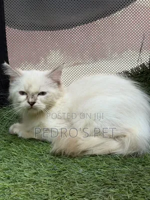 1-3 months Female Purebred Persian