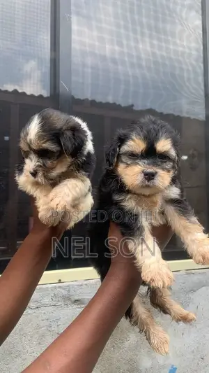 1-3 months Female Purebred Lhasa Apso