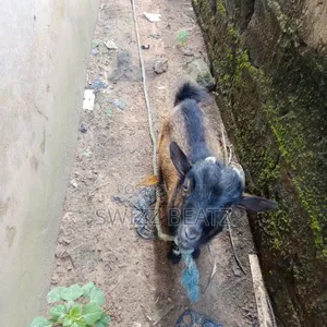 Six Months Old Male Goat