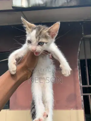 1-3 months Male Purebred Tabby