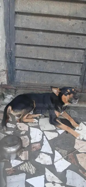 1+ year Male Mixed Breed German Shepherd